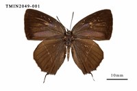 藏品(霧社翠灰蝶)的圖片